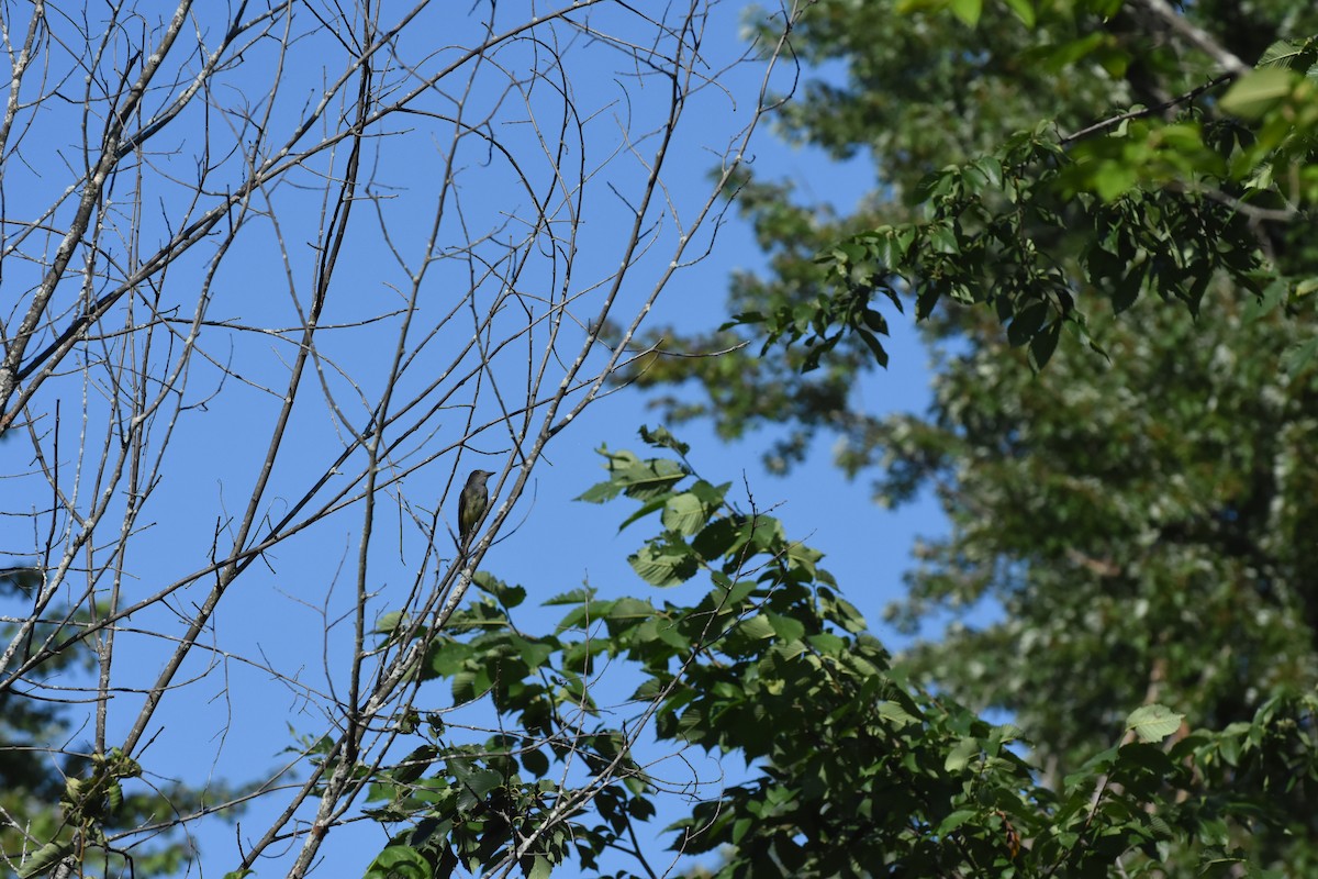 Great Crested Flycatcher - ML622200611