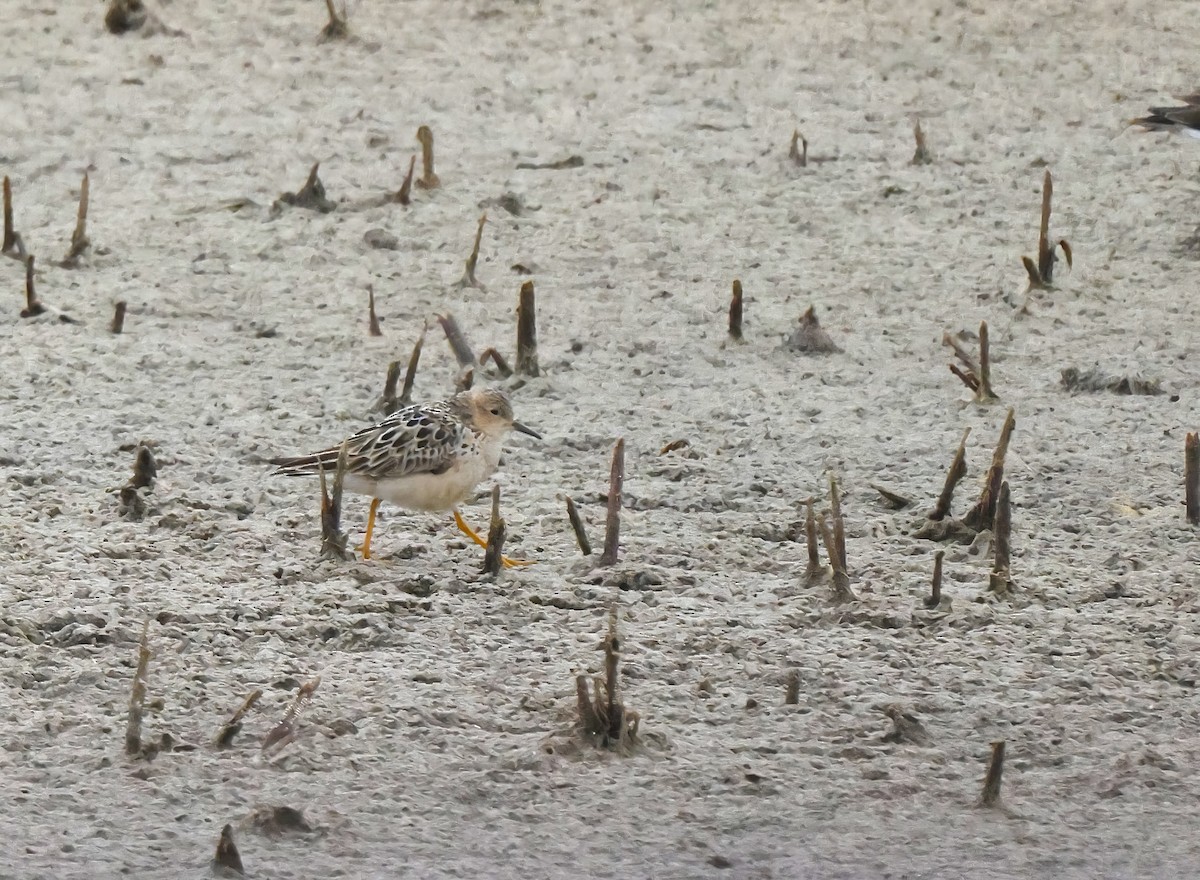 Buff-breasted Sandpiper - ML622200638