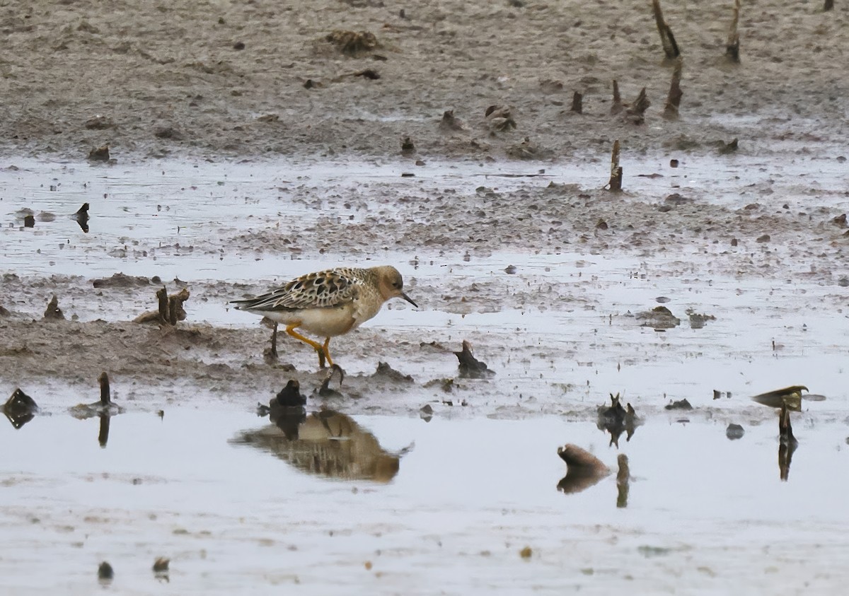 Buff-breasted Sandpiper - Scott Ray