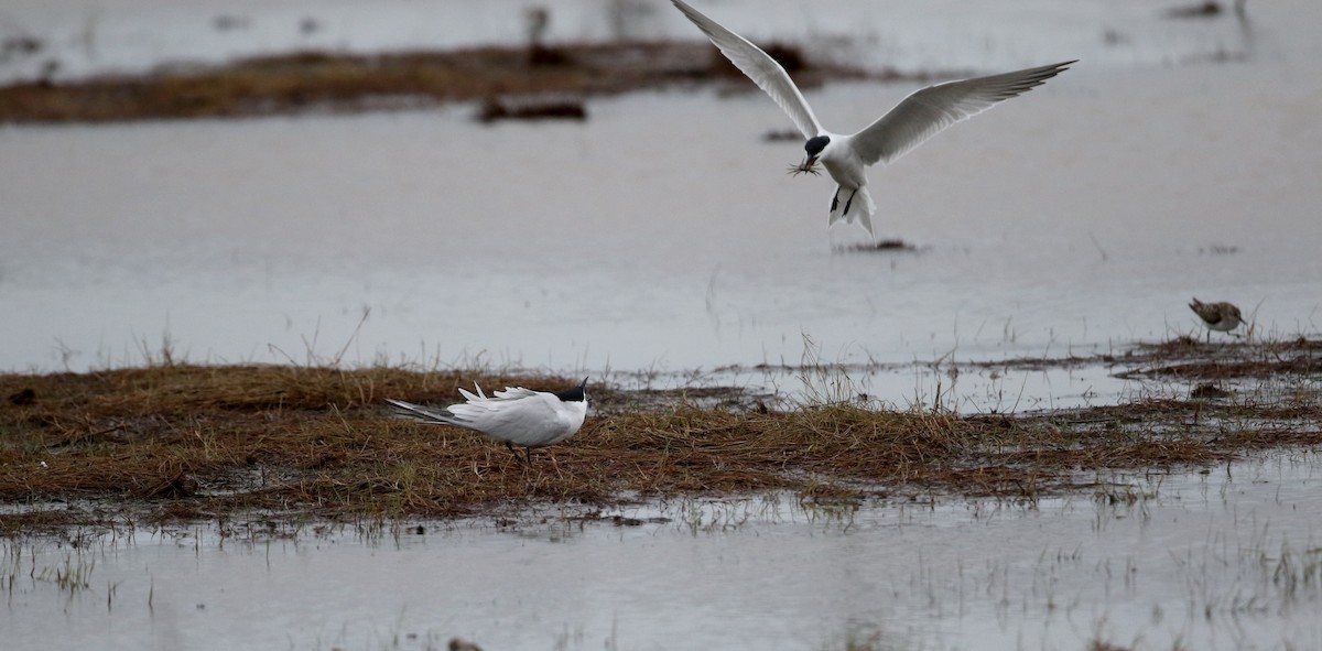 Gull-billed Tern - ML62220071