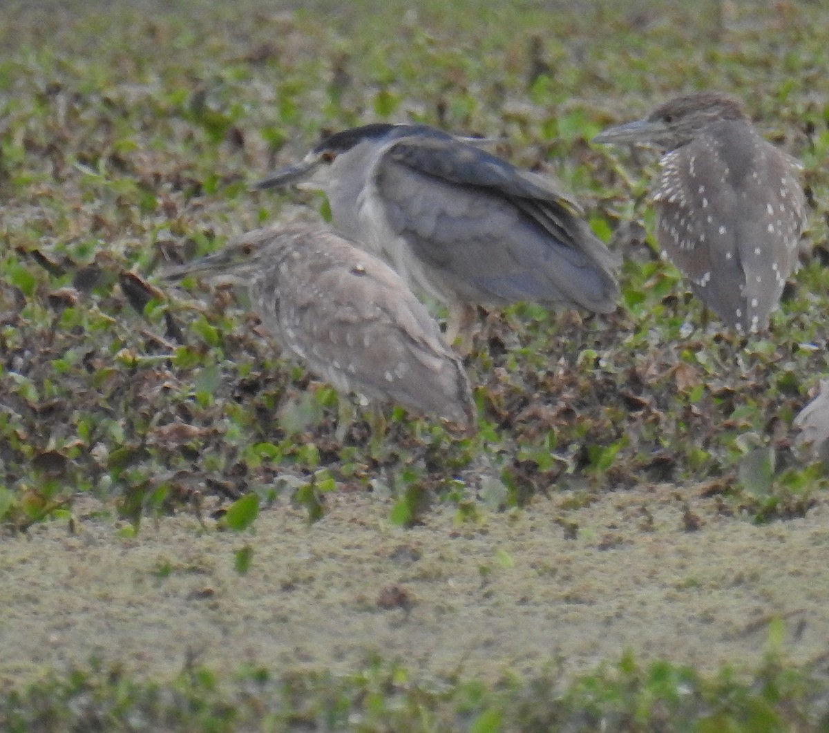 Black-crowned Night Heron - ML622200716