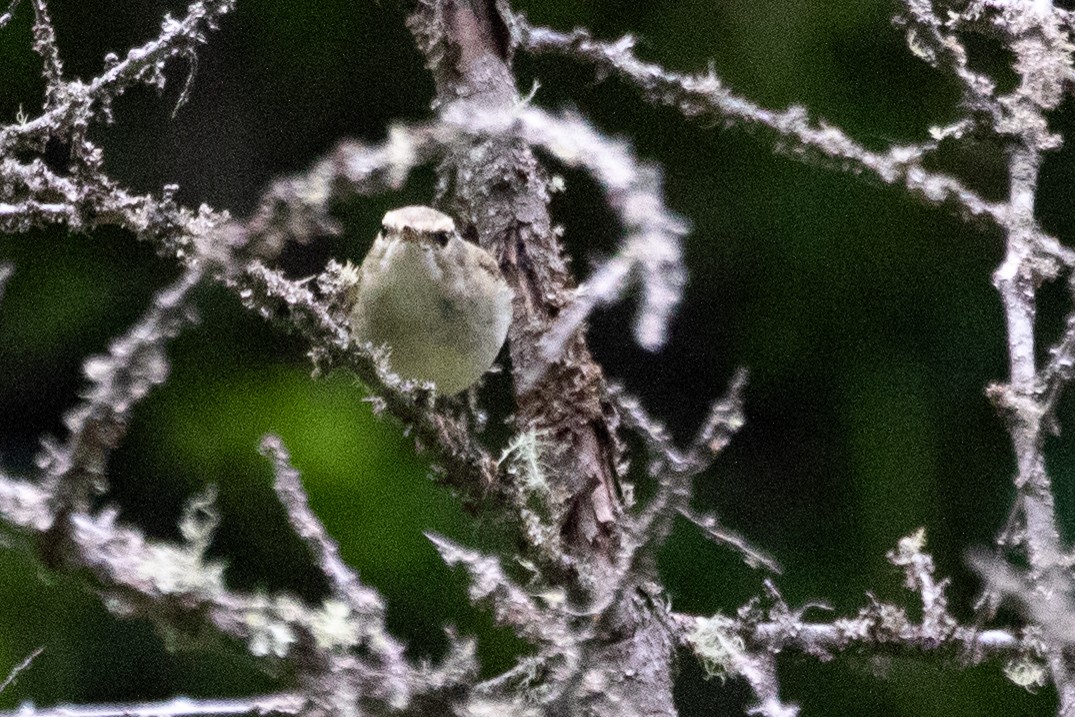 Chinese Leaf Warbler - ML622200732