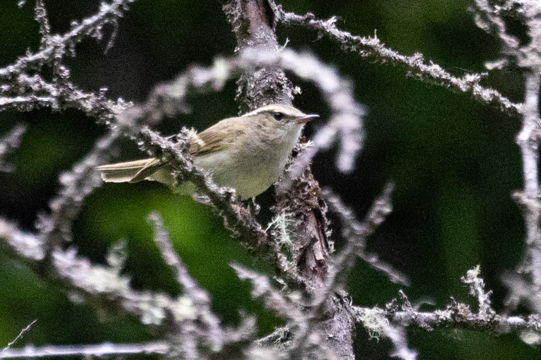 Chinese Leaf Warbler - ML622200735