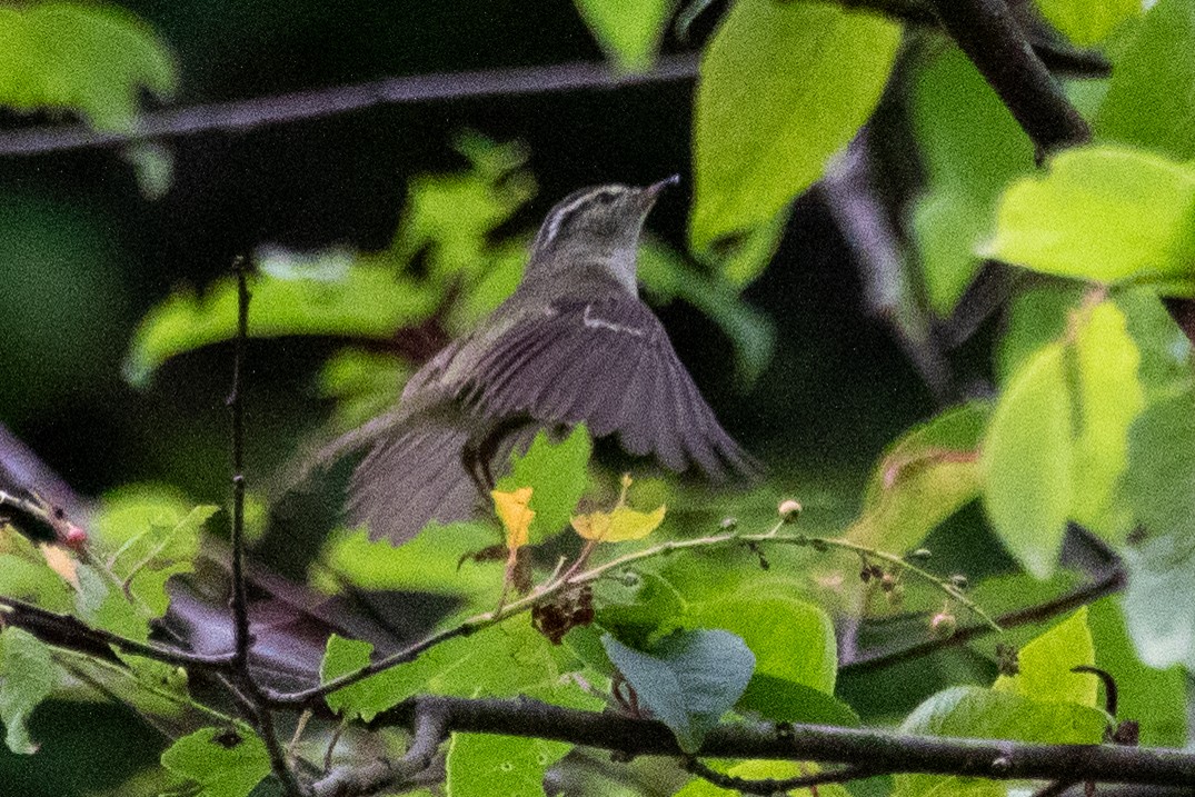 Chinese Leaf Warbler - ML622200737