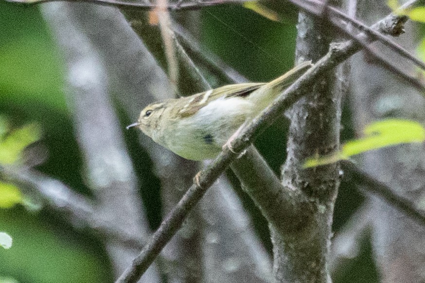 Chinese Leaf Warbler - ML622200739