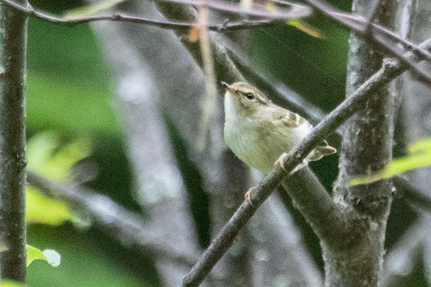 Chinese Leaf Warbler - ML622200743