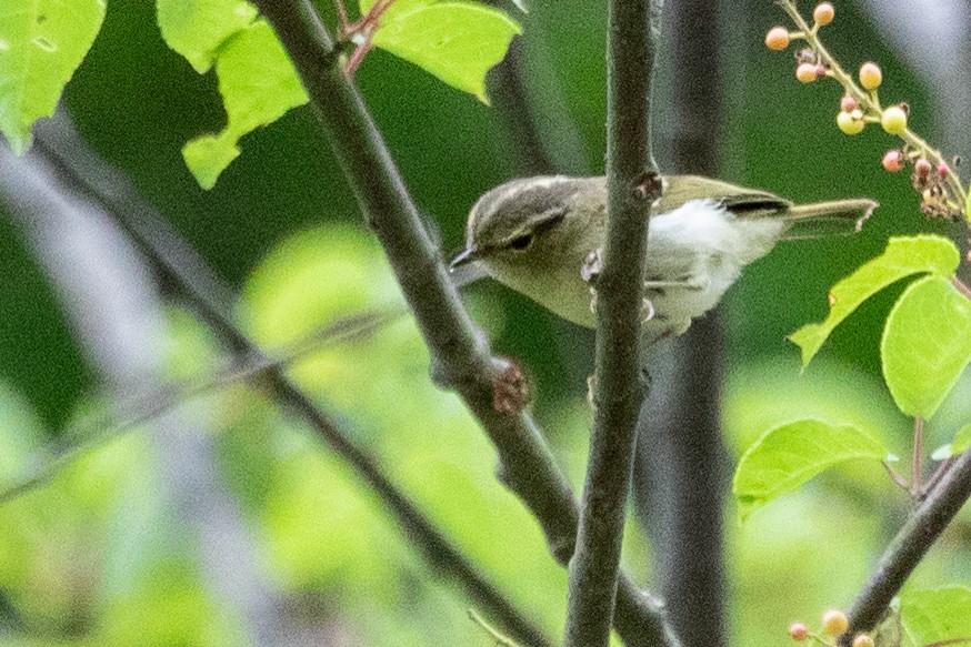 Chinese Leaf Warbler - ML622200750