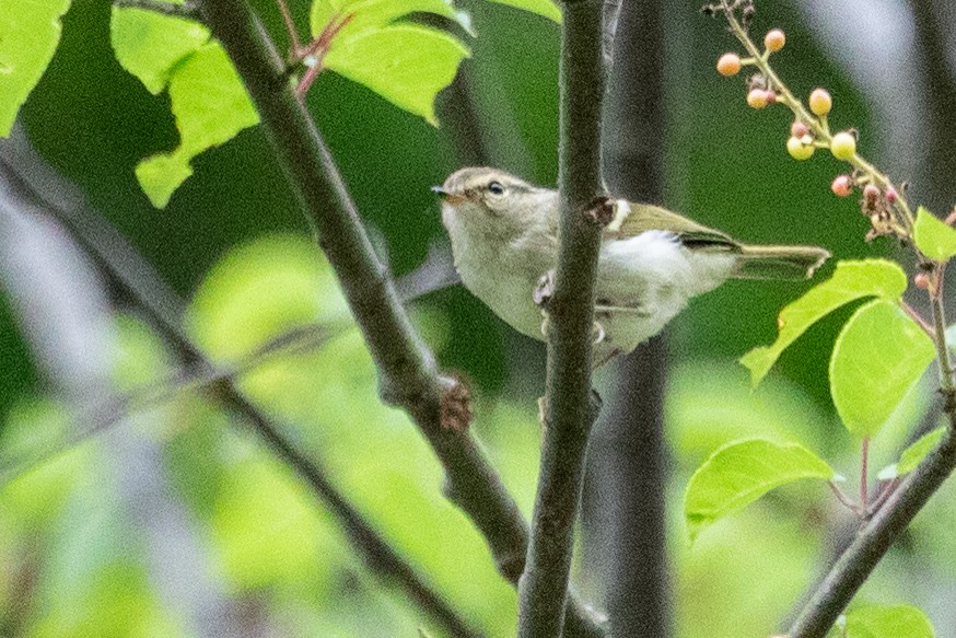 Chinese Leaf Warbler - ML622200752