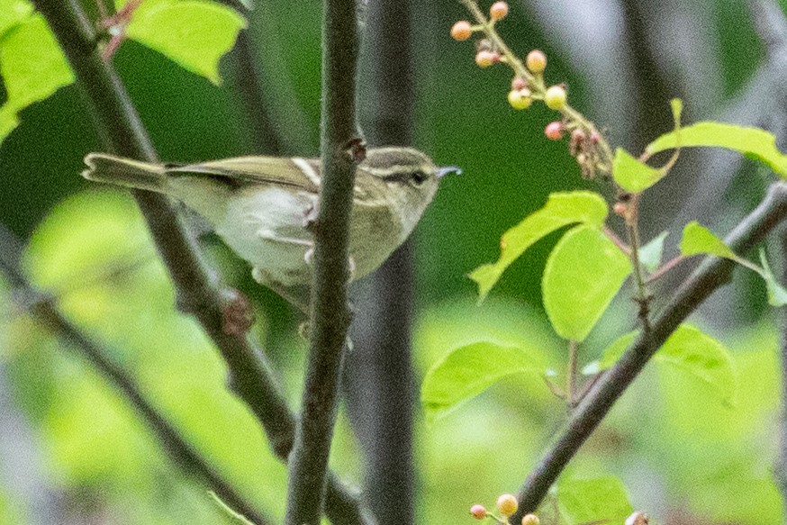 Chinese Leaf Warbler - Sue Wright