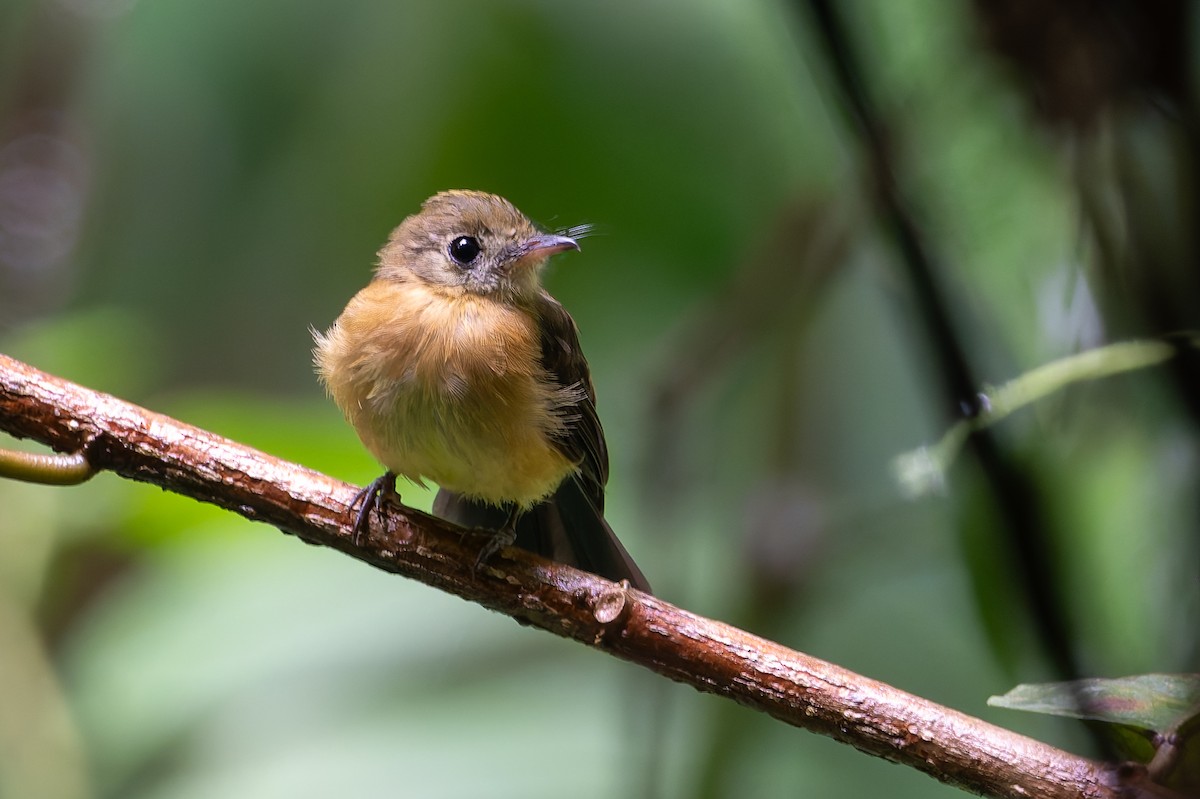 Sulphur-rumped Flycatcher - ML622200801