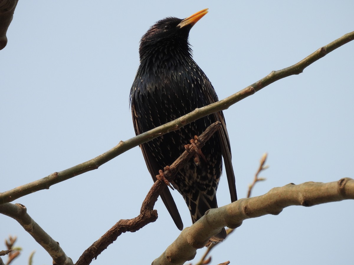 European Starling - ML622200820