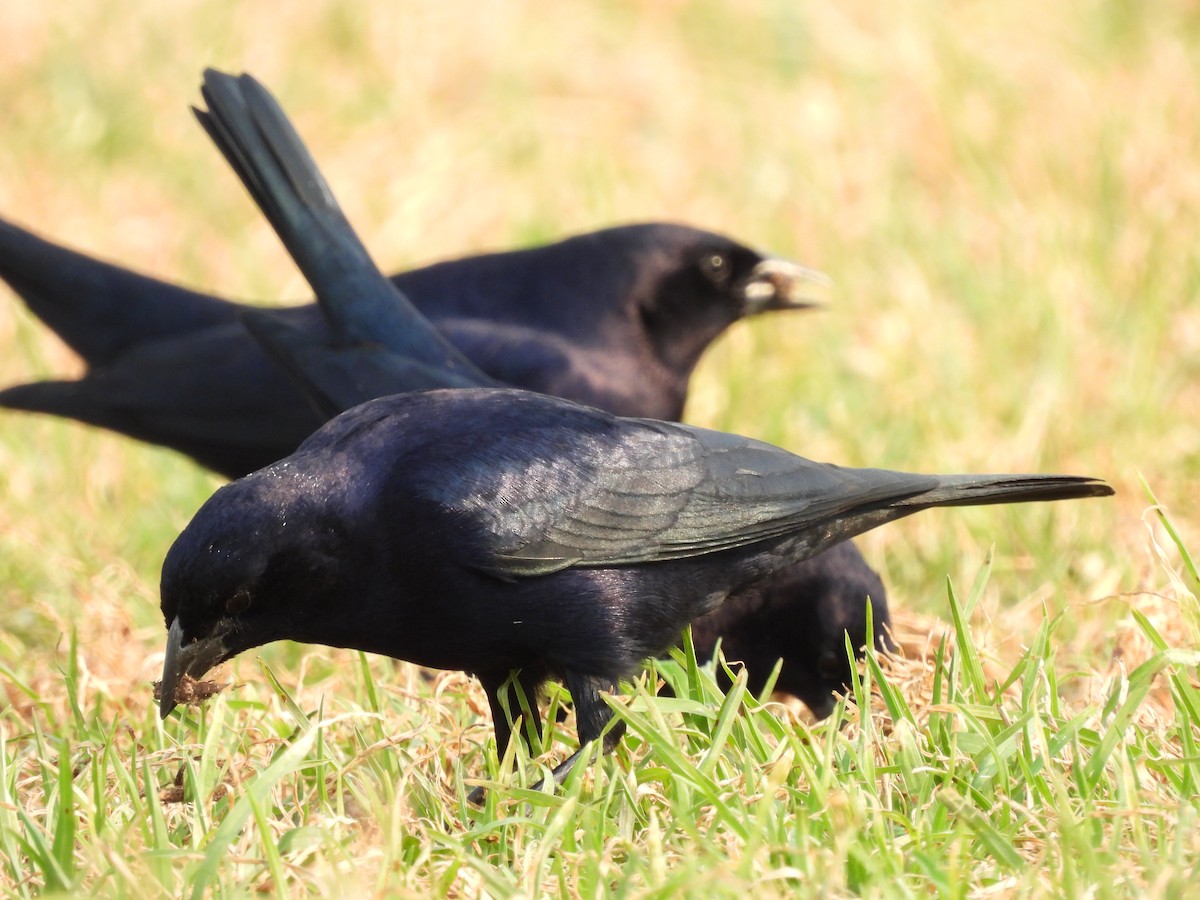 Shiny Cowbird - ML622200843