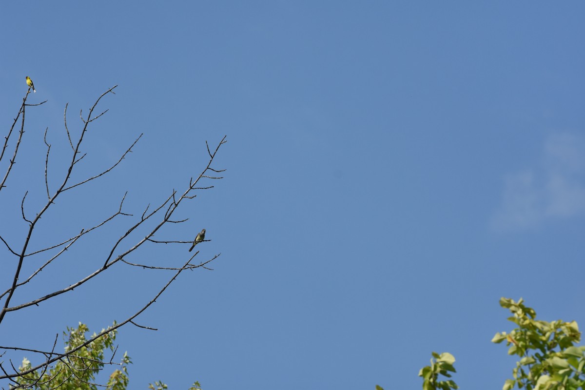 Great Crested Flycatcher - ML622200849