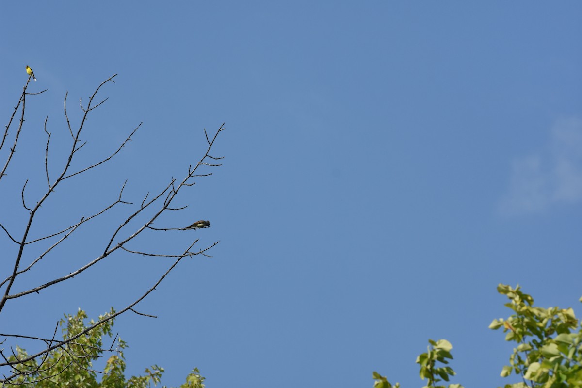 Great Crested Flycatcher - ML622200850