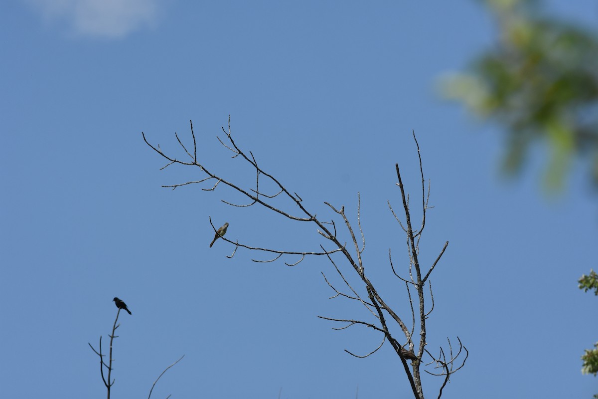 Great Crested Flycatcher - Jason Coil