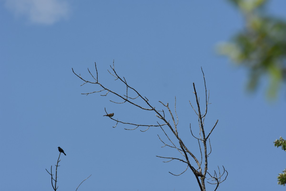 Great Crested Flycatcher - ML622200853