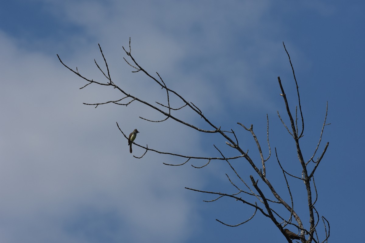 Great Crested Flycatcher - ML622200858