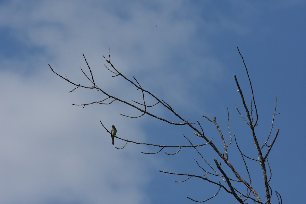 Great Crested Flycatcher - ML622200859