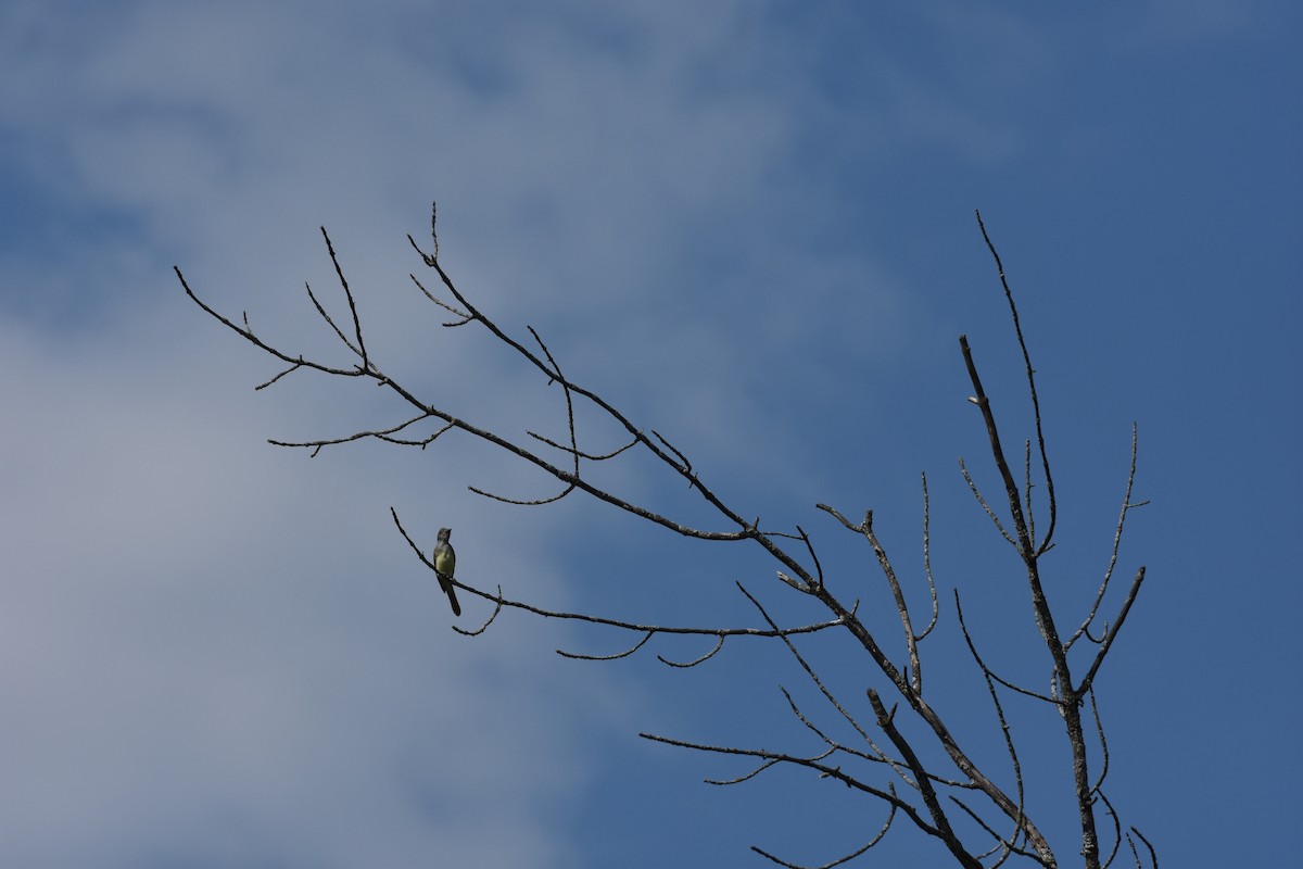 Great Crested Flycatcher - ML622200860