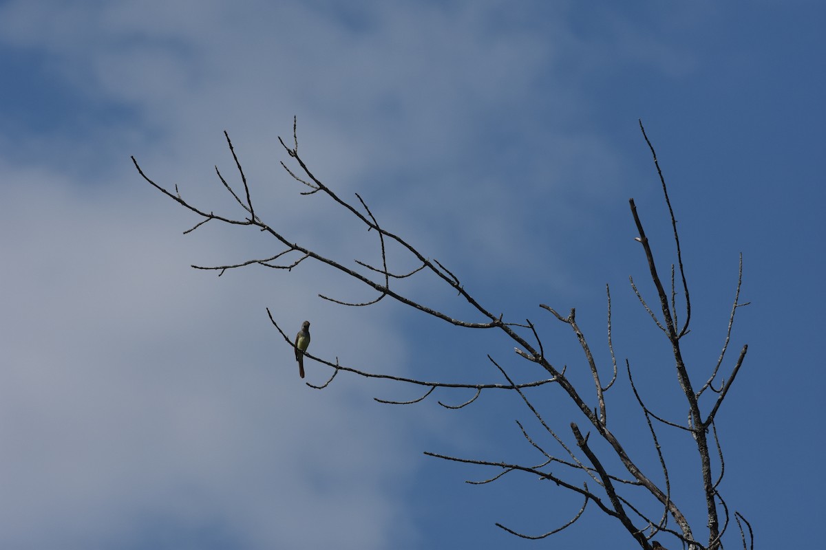 Great Crested Flycatcher - ML622200861