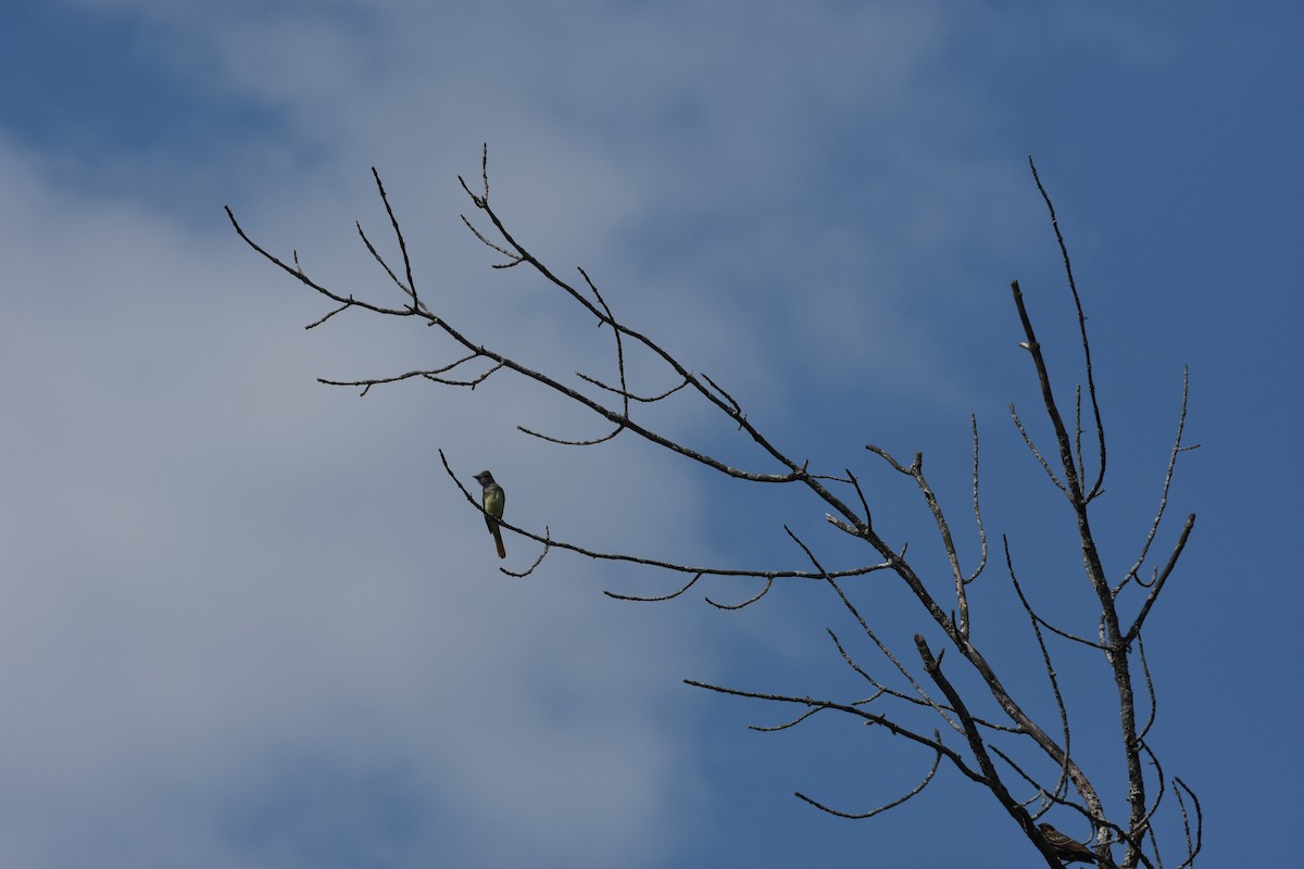 Great Crested Flycatcher - ML622200862