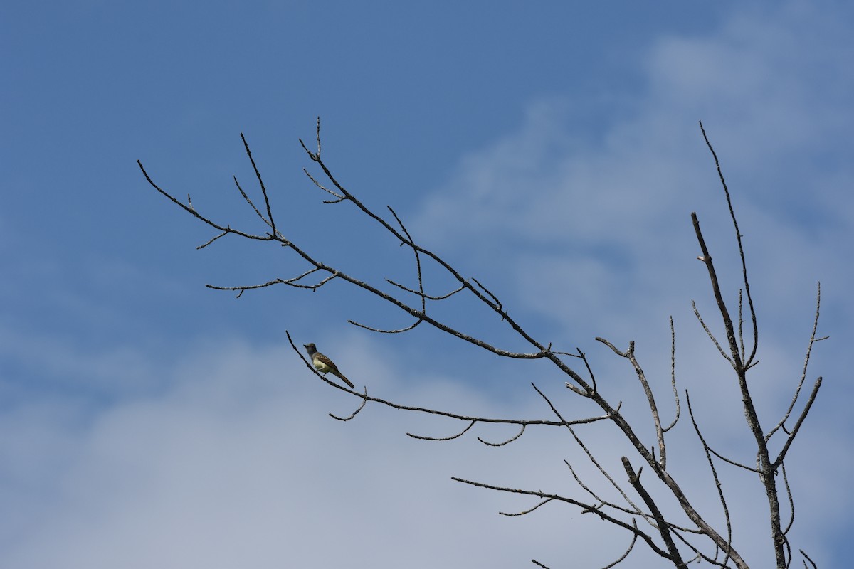 Great Crested Flycatcher - ML622200864