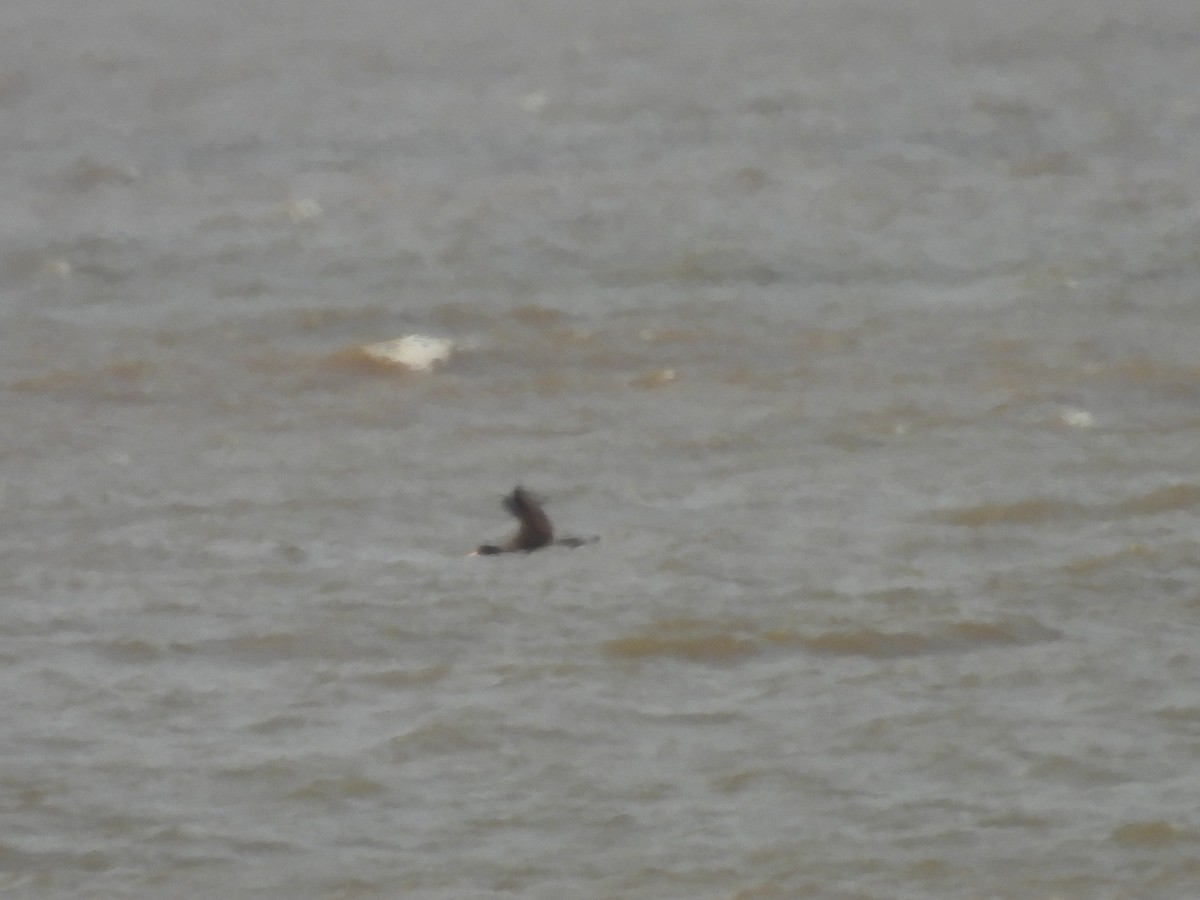 Southern/Northern Giant-Petrel - ML622200867