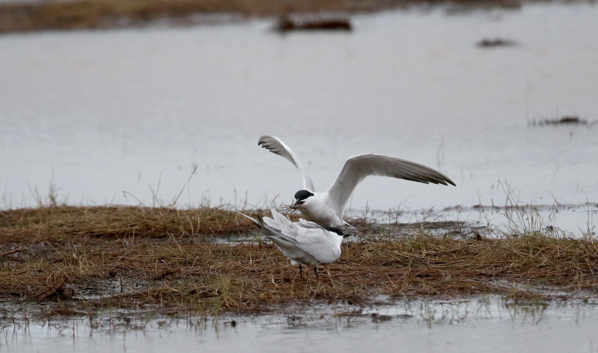 Gull-billed Tern - ML62220091