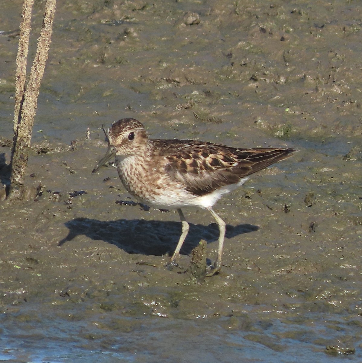 Least Sandpiper - ML622200962