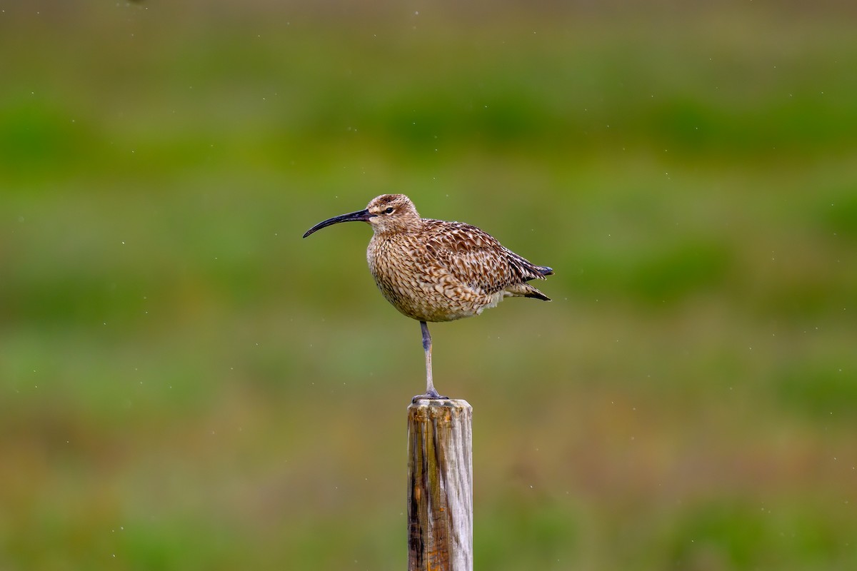 Eurasian Whimbrel - ML622200965
