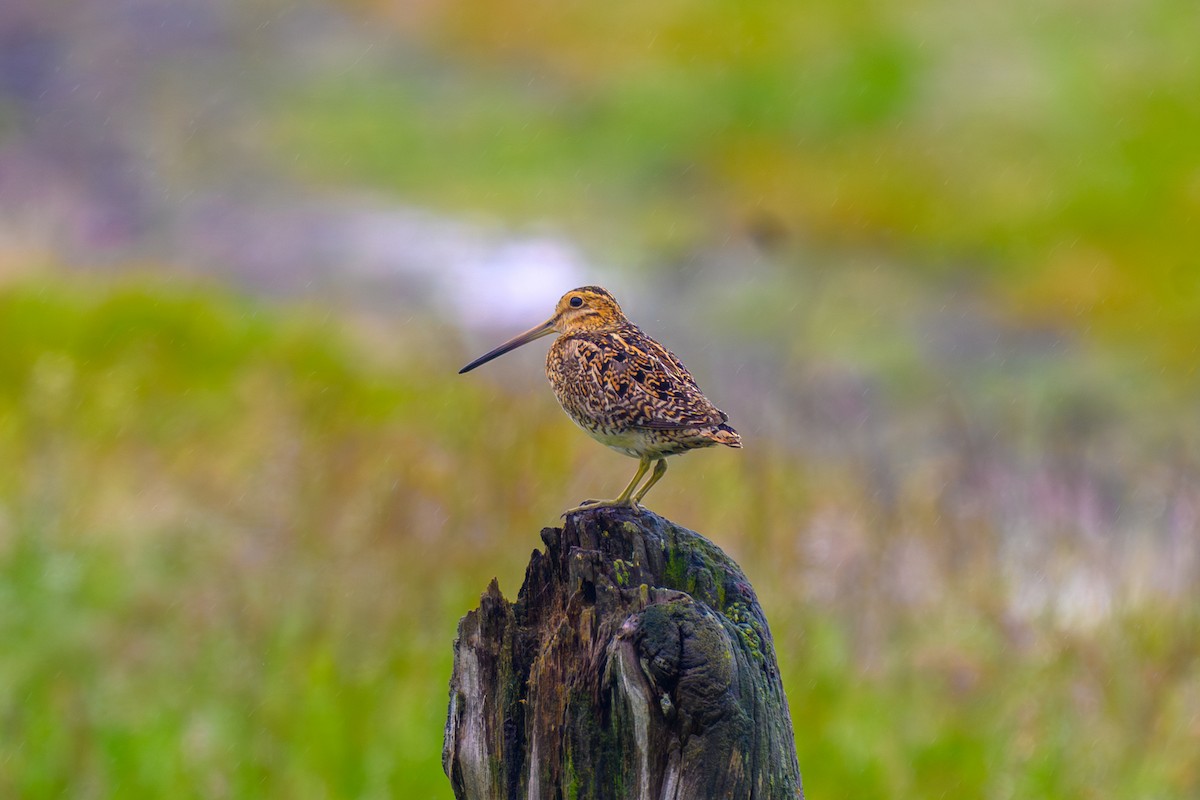 Common Snipe - ML622200967