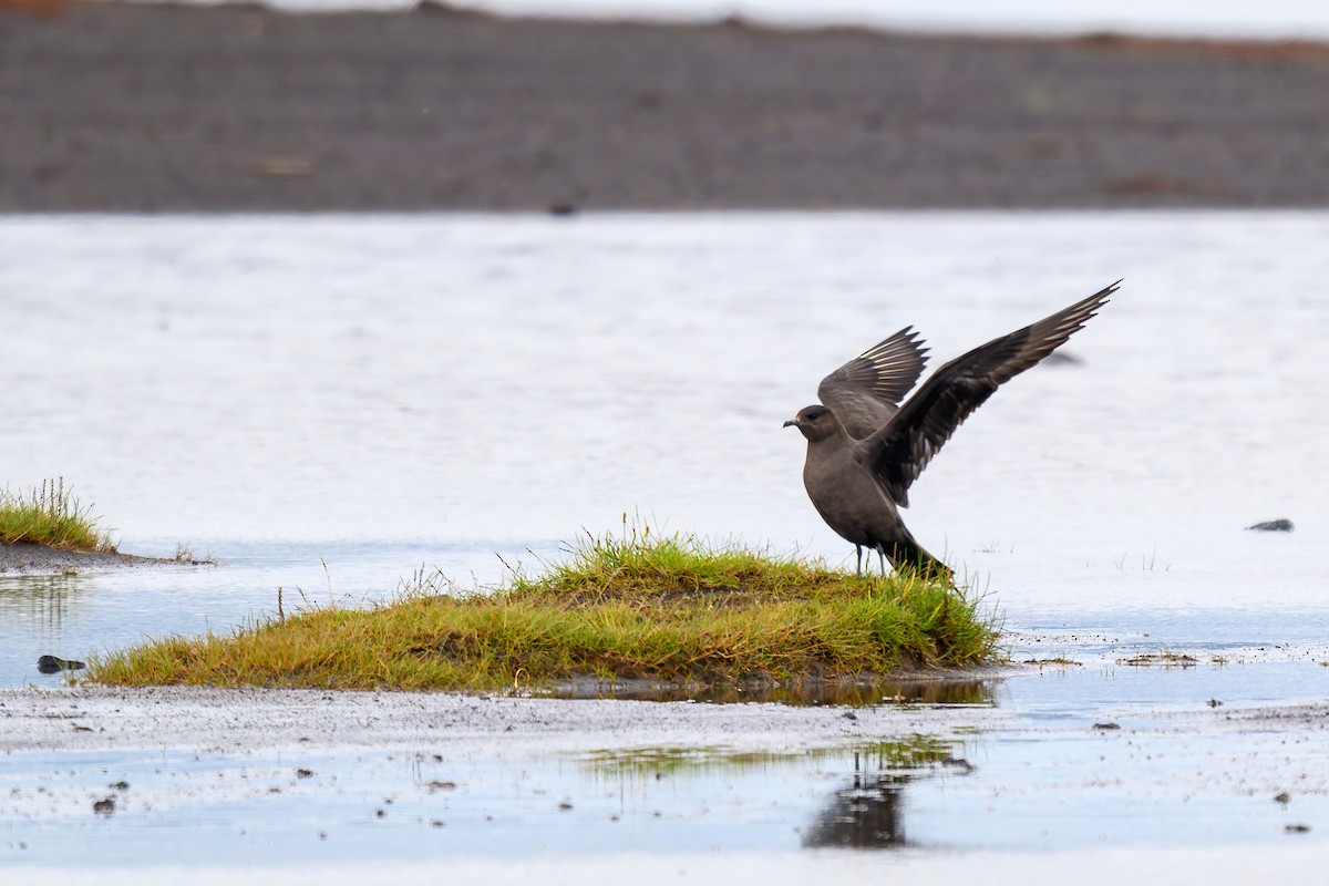 Parasitic Jaeger - ML622200974