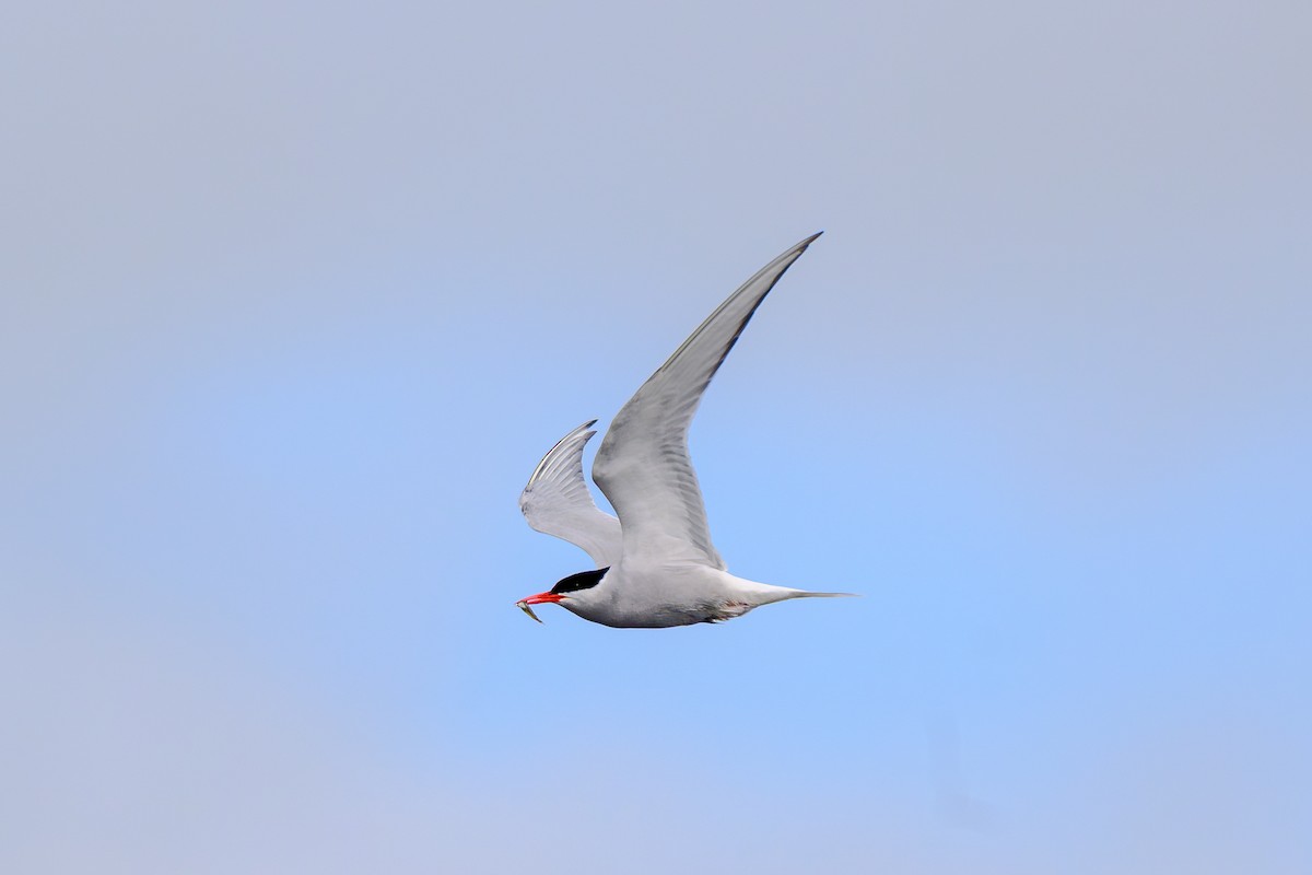 Arctic Tern - ML622200984