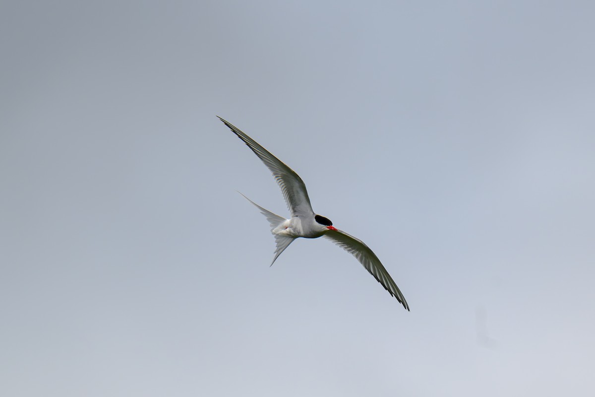Arctic Tern - ML622200985