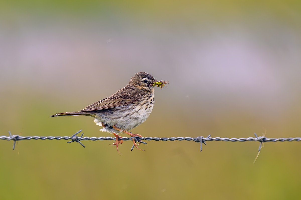 Meadow Pipit - ML622200986
