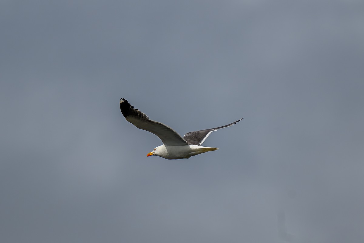 Lesser Black-backed Gull - ML622200990