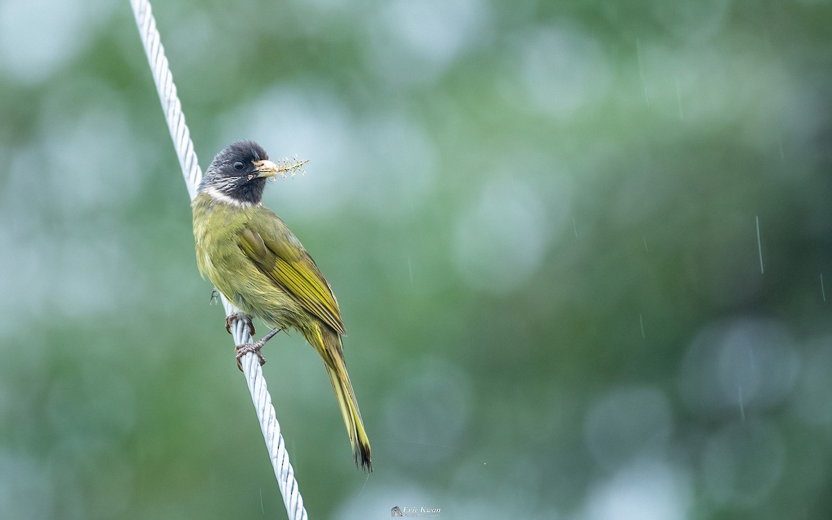 Collared Finchbill - ML622200993