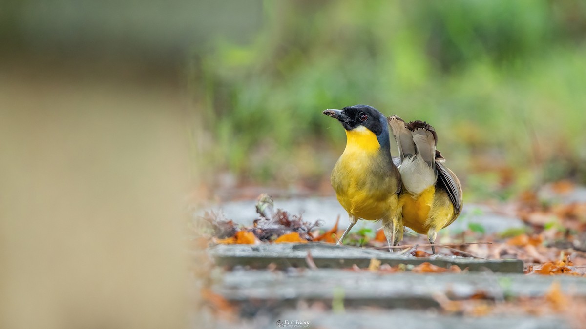 Blue-crowned Laughingthrush - ML622201009