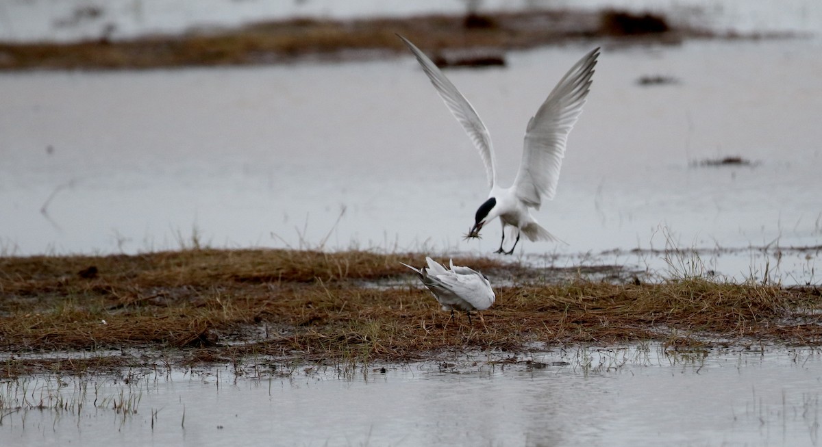 Gull-billed Tern - ML62220101