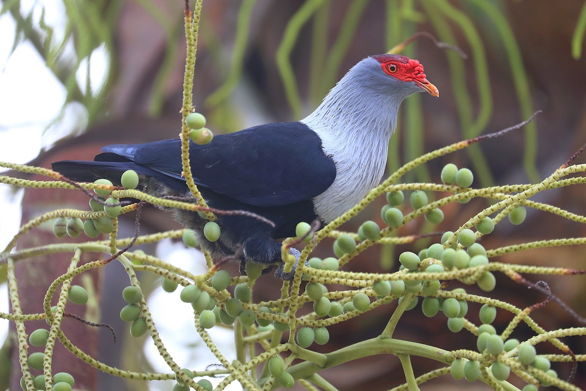 Seychelles Blue-Pigeon - ML622201046