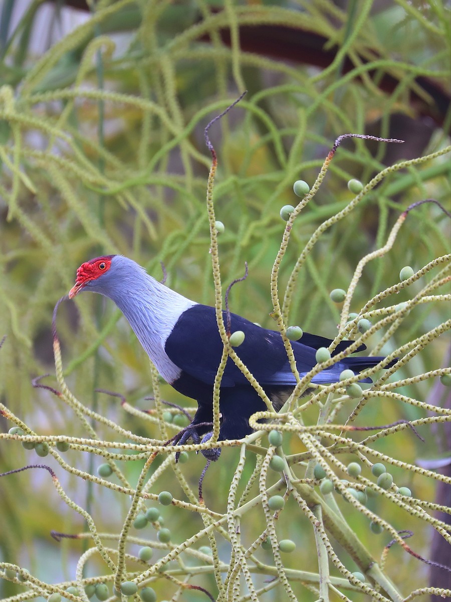 Seychelles Blue-Pigeon - ML622201047