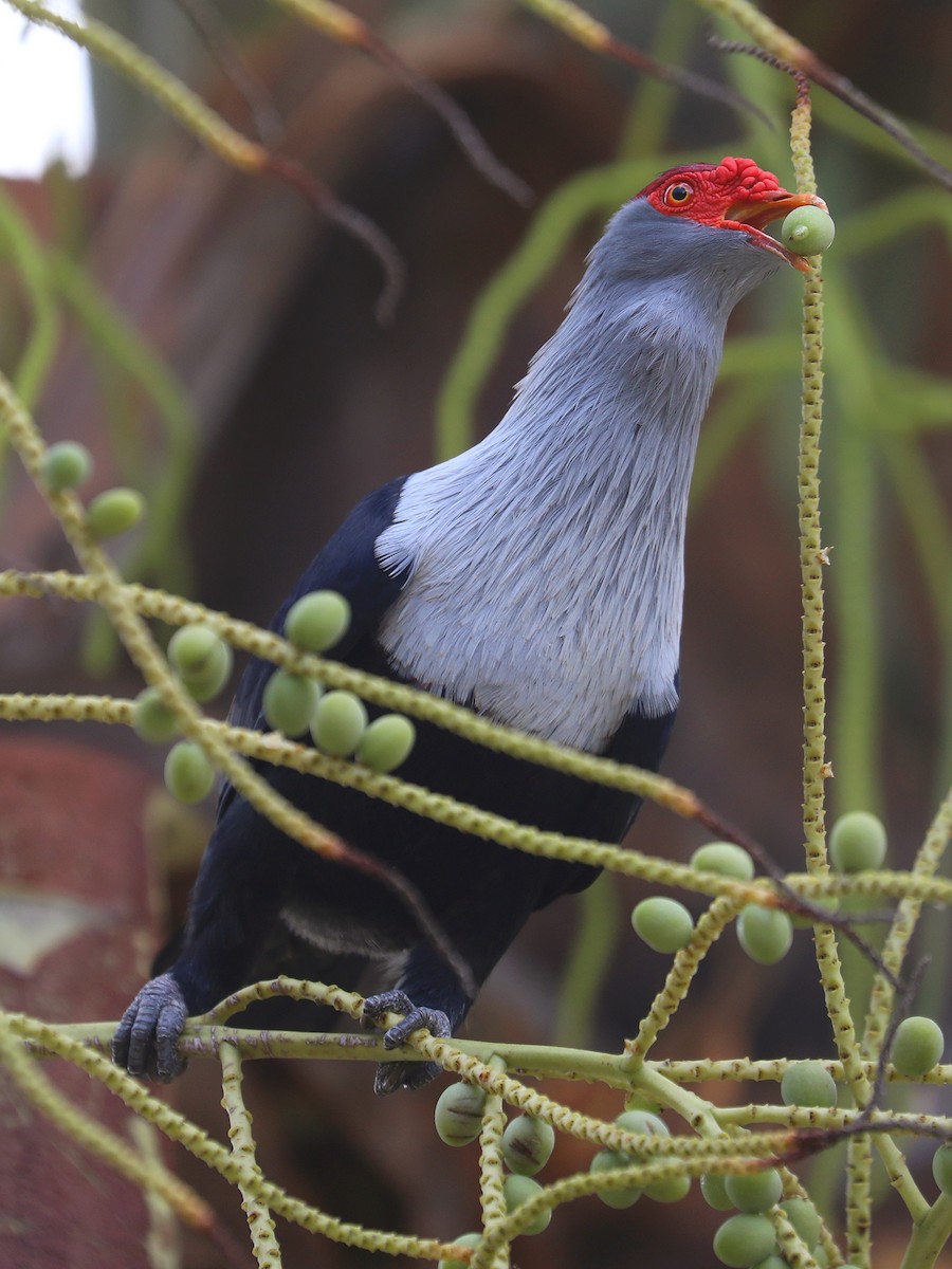 Seychelles Blue-Pigeon - ML622201050