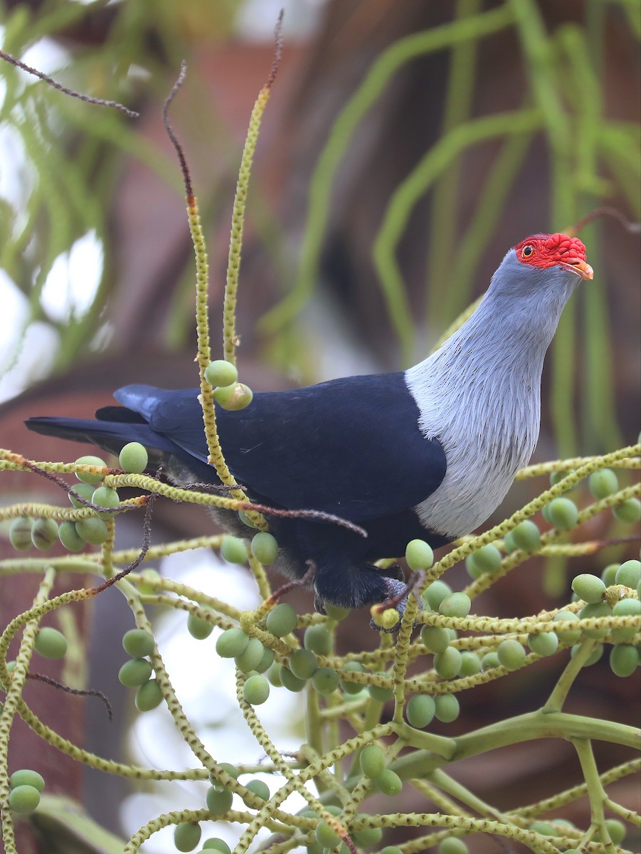 Seychelles Blue-Pigeon - Matthias Alberti