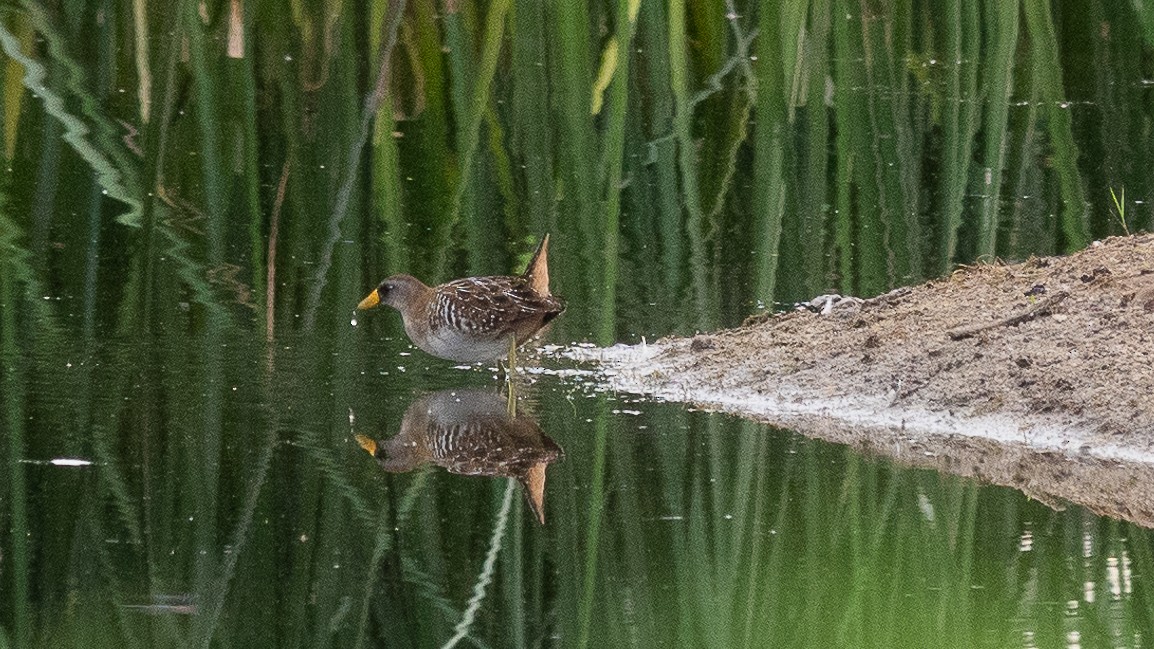 eBird Checklist - 5 Aug 2024 - Prescott--Willow Lake - 20 species