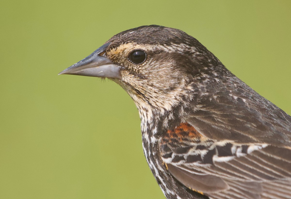 Red-winged Blackbird - ML622201062