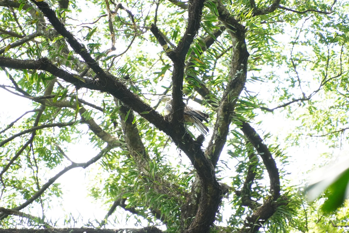 Philippine Honey-buzzard - ML622201189