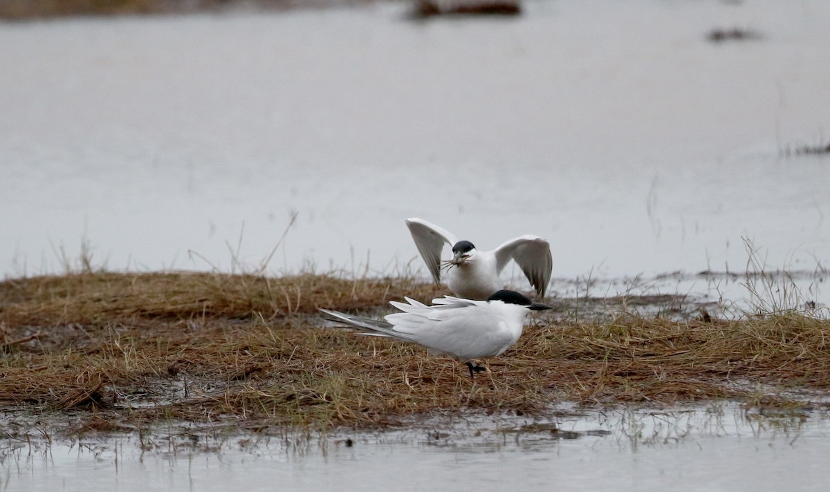 Gull-billed Tern - ML62220121