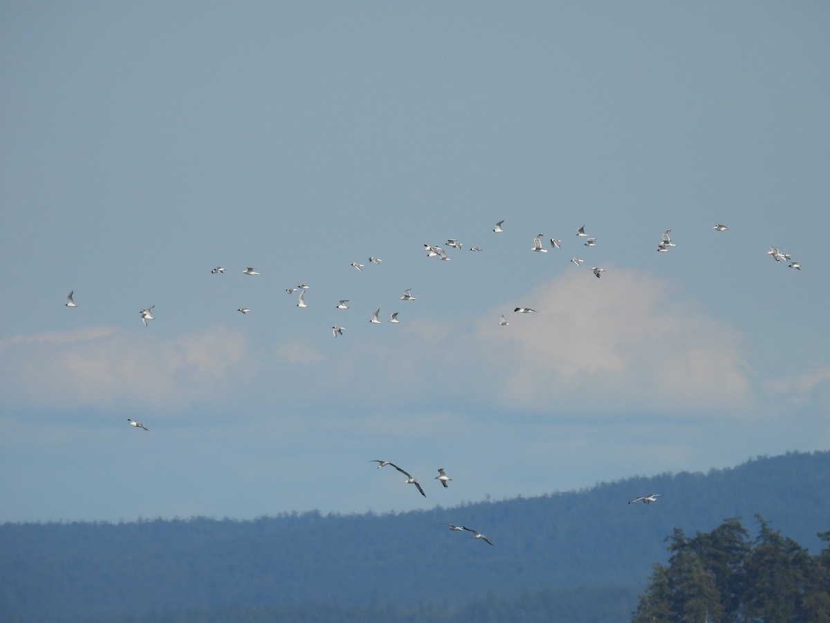Bonaparte's Gull - ML622201229