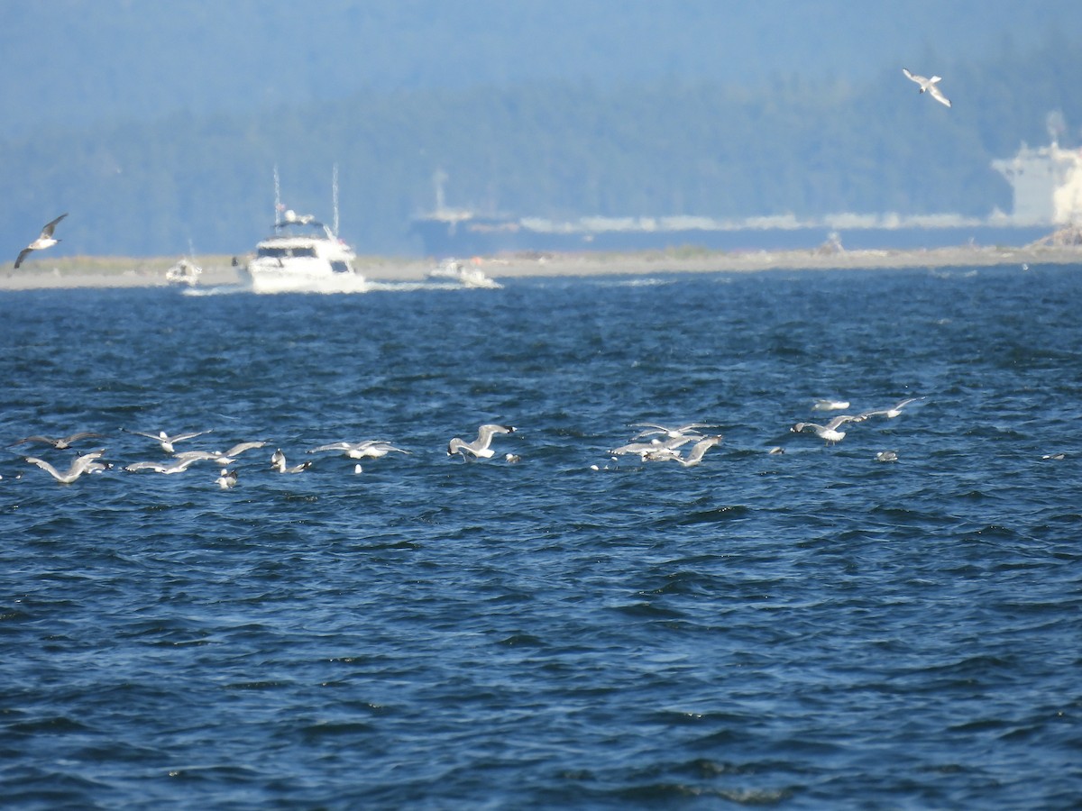 Short-billed Gull - ML622201231