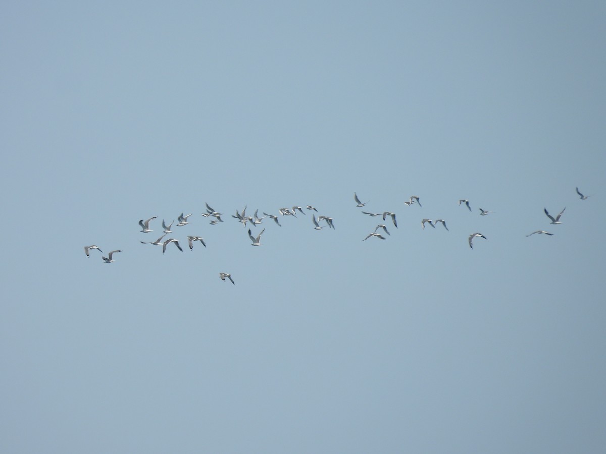 Bonaparte's Gull - ML622201235